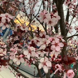 Meet your Posher, Khaloud